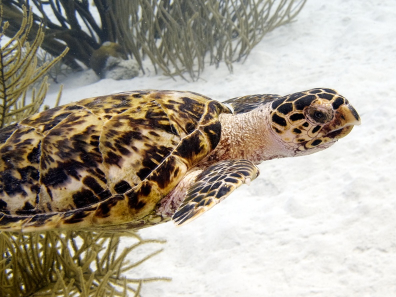IMG_3614 Hawksbill Sea Turtle.jpg